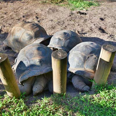giant tortoises Seven Coloured Earth Mauritius 