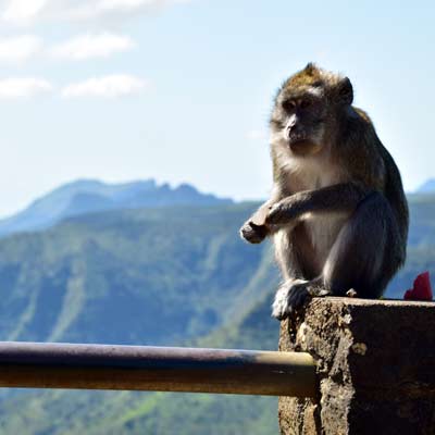 Black River Gorges National Park