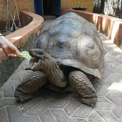 tortoises on Prison Island 